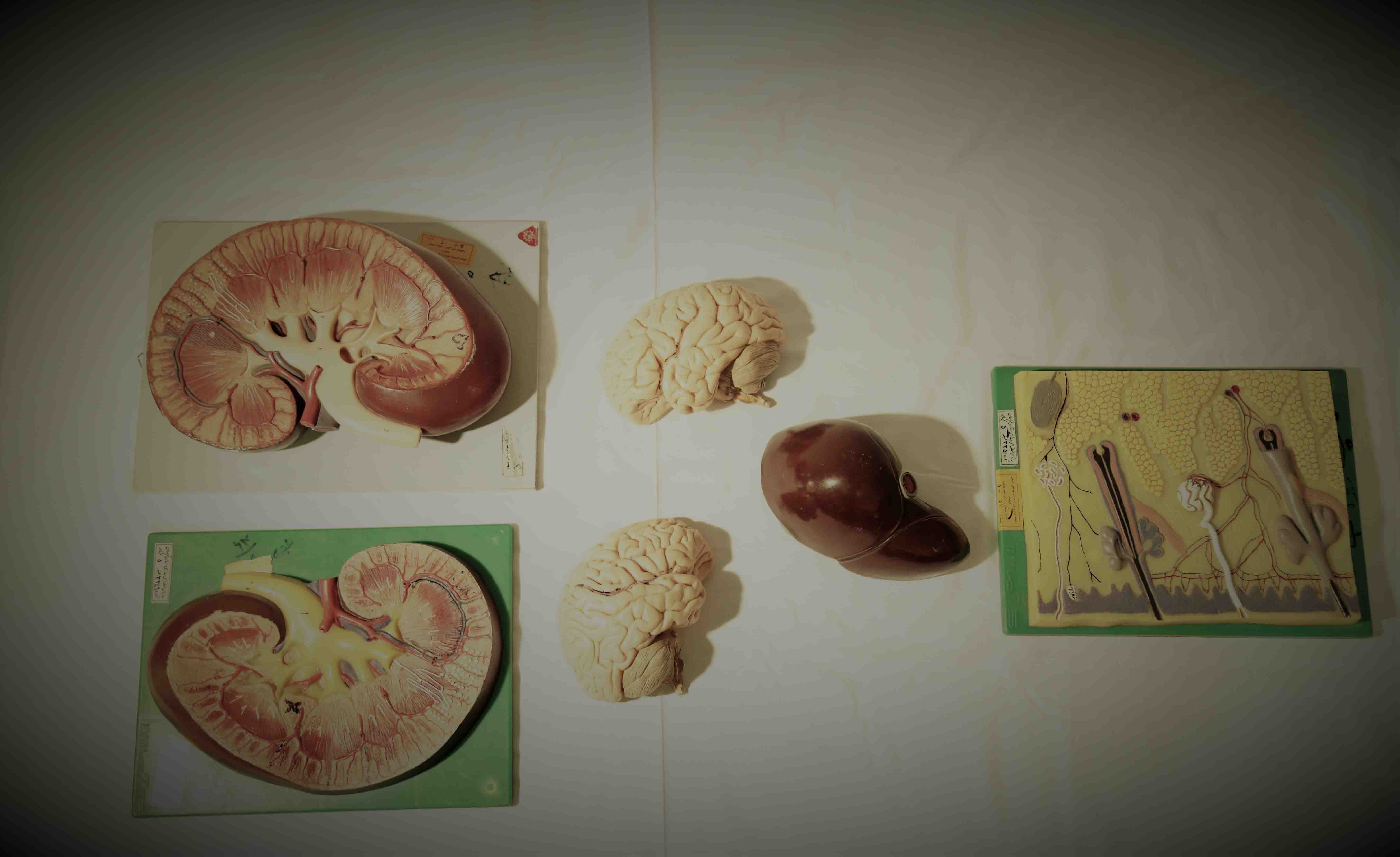 مرکز مطالعات - گالری آناتومی