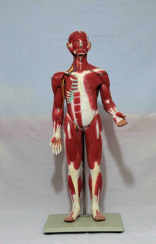 مانکن عضلات