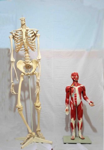 مانکن اسکلت و عضلات انسان